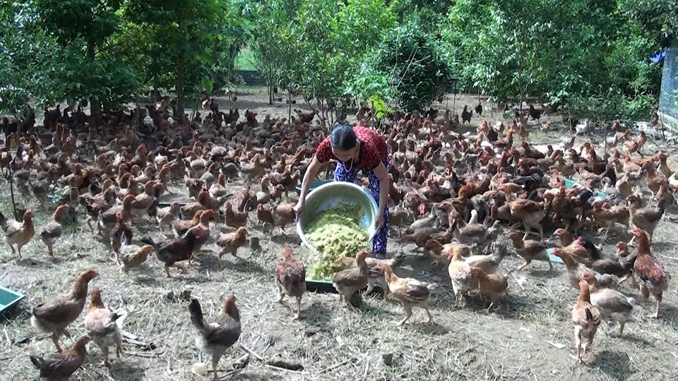 Hà Giang: Thu lãi gần 300 triệu đồng từ mô hình trồng trọt kết hợp chăn nuôi