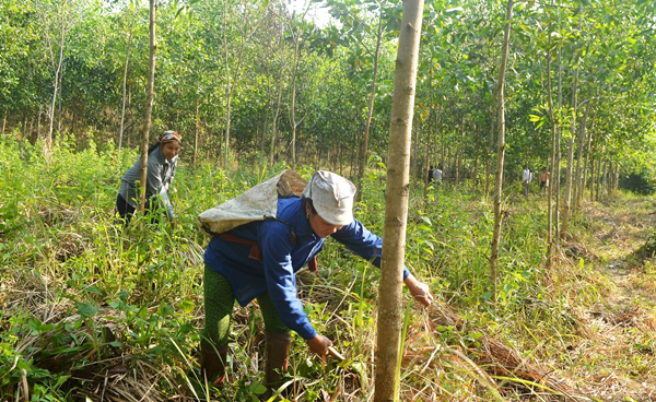Bắc Quang hướng đến quản lý bền vững tài nguyên rừng